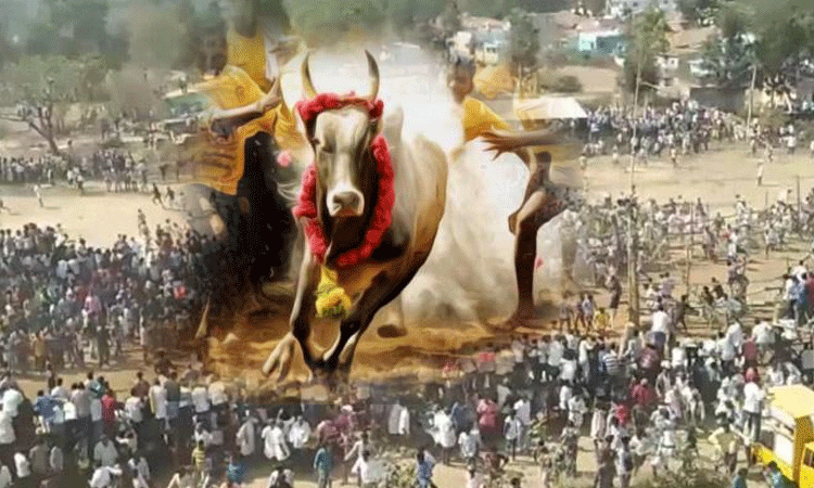 పోలీసులపై విరుచుకుపడ్డ జల్లికట్టు అభిమానులు