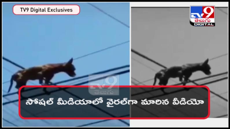 విద్యుత్‌ తీగలపై వాక్‌చేస్తోన్న శునకం.. సోషల్ మీడియాలో వైరల్ గా మారిన