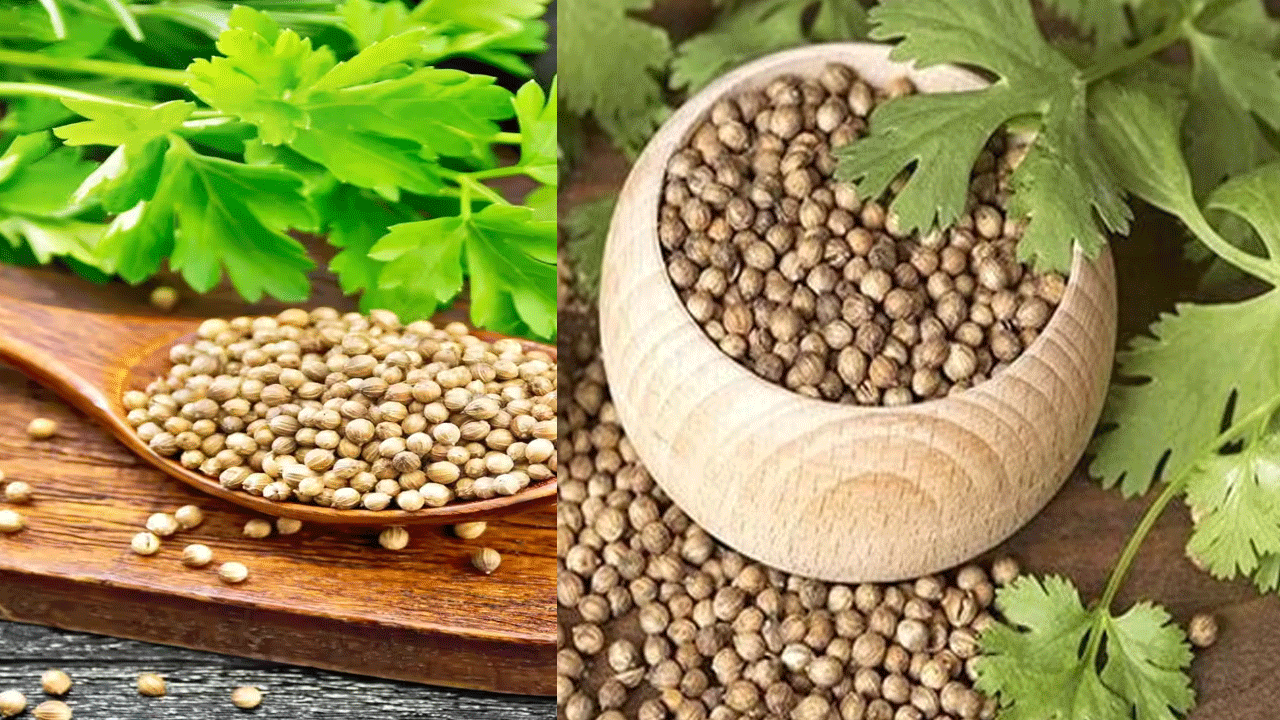 పొట్ట ఆరోగ్యం: కొత్తిమీర నీరు పొట్టకు చాలా మేలు చేస్తుంది. ఎందుకంటే కొత్తిమీరలో ఫైబర్ పుష్కలంగా ఉంటుంది. కాబట్టి ప్రతి రోజూ ఉదయం ఖాళీ కడుపుతో కొత్తిమీర నీరు తాగడం వల్ల జీర్ణశక్తి బలపడుతుంది. ఇది మలబద్ధకం నుండి ఉపశమనం పొందడంలో కూడా సహాయపడుతుంది.