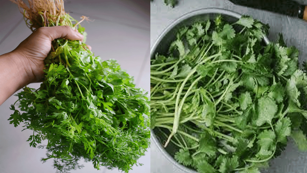 కొత్తి మీరను ప్లాస్టిక్ సంచిలో ఉంచే ముందు,  కొత్తిమీర ఆకులను పాలిథిన్ లేదా ప్లాస్టిక్ సంచిలో ఉంచే ముందు వాటి వేర్లను తొలగించుకోవాలి. ఇలా చేస్తే కొత్తిమీర ఆకులను ఎక్కువసేపు తాజాగా ఉంచుకోవచ్చు. 