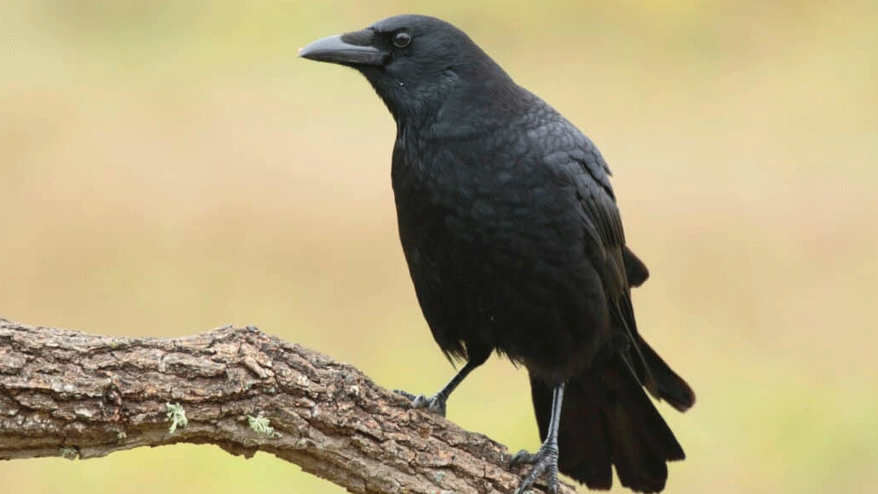 Crow: ఇంటి కాకి ముందు పదే పదే అరిస్తే దేనికి సంకేతం.?