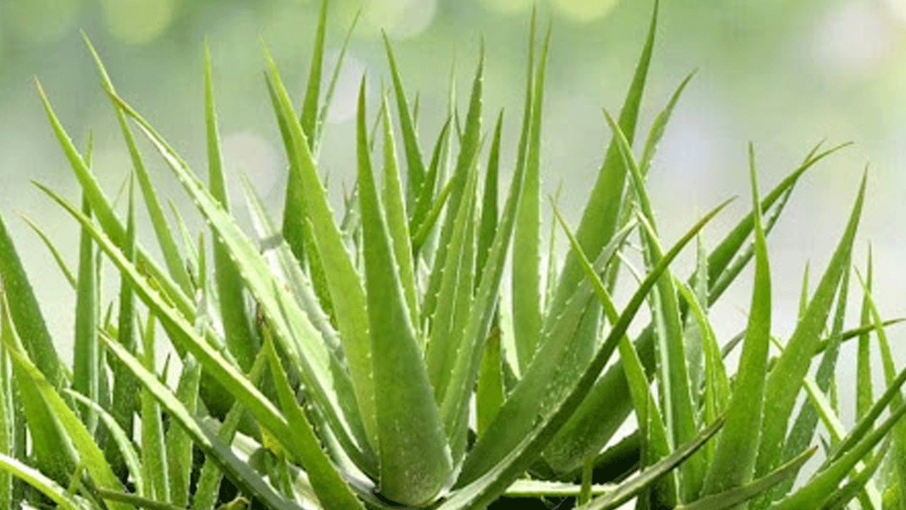 Aloe Vera Plant: ప్రతి ఒక్కరూ తమ ఇంట్లో కలబంద మొక్కను తప్పనిసరిగా పెంచుకోవాలని చెబుతుంటారు. దీనికి అనేక రసాయనాలను తరిమికొట్టే సామర్థ్యం ఉంది. ఈ మొక్క సూర్యకాంతిలో బాగా పెరుగుతుంది. దీనిని కిటికీ దగ్గర కూడా పెట్టి పెంచుకోవచ్చు. 