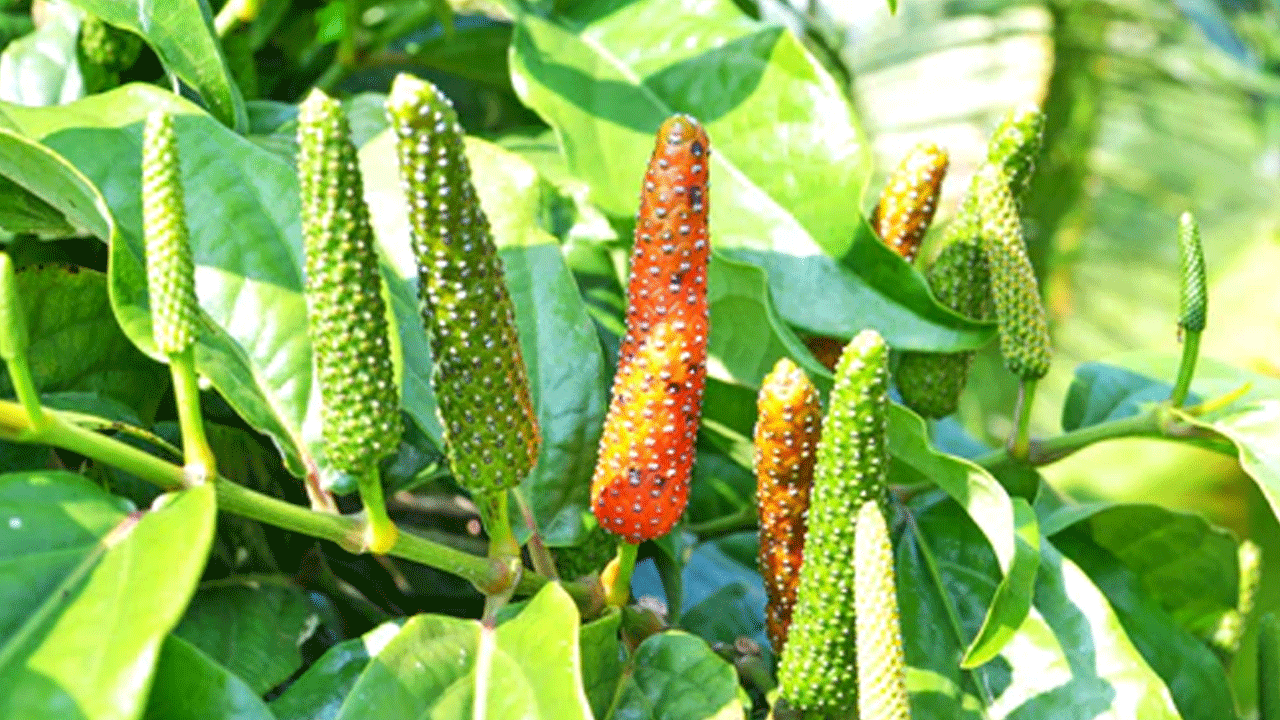 పిప్పలి ఆస్తమా, బ్రాంకైటిస్, సర్ది, దగ్గు వంటి సమస్యలకు సహాయపడుతుంది. పిప్పలిని తీసుకోవటం వల్ల పేగు ఆరోగ్యాన్ని మెరుగుపరచడంలో అద్భుతంగా సహాయపడుతుంది. పిప్పలి పొడి, తేనె కలిపిన మిశ్రమం శ్వాస సంబంధిత సమస్యలను తగ్గించడంలో చాలా ప్రభావవంతంగా ఉంటుంది. దీని వల్ల కఫం, ముక్కులో రంధ్రాల సంశ్లేషణ తగ్గుతుంది. 
