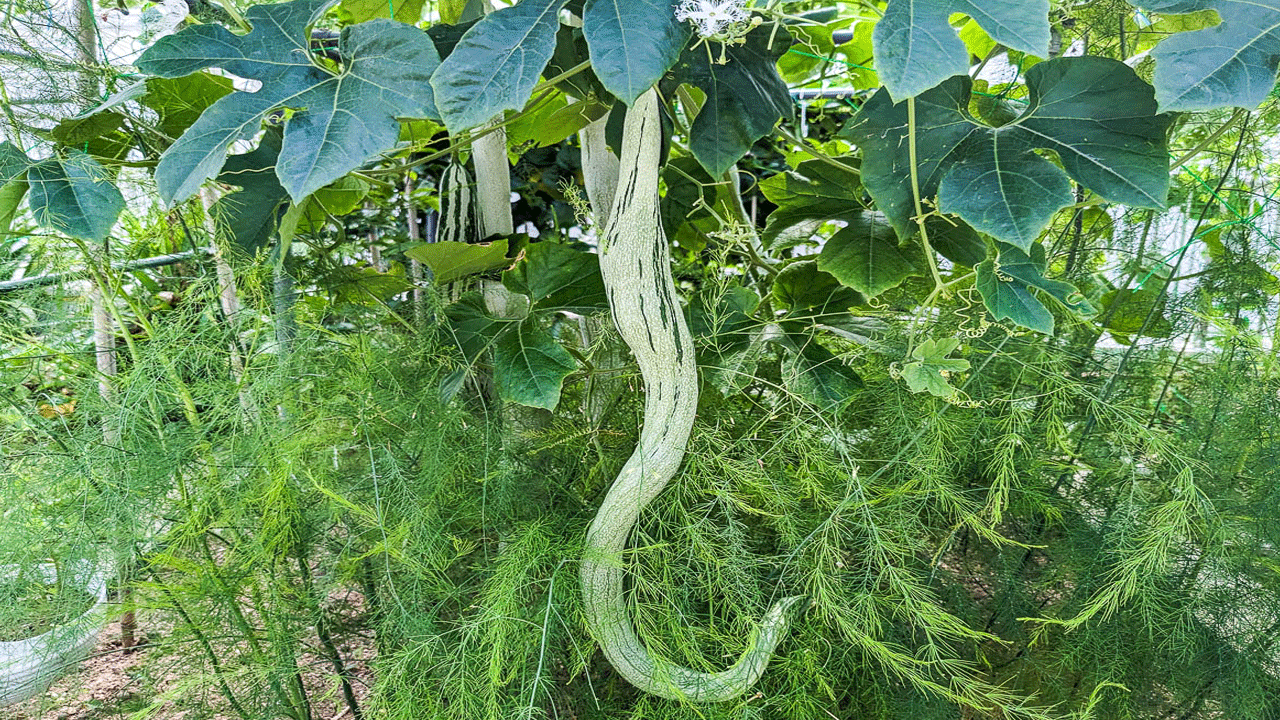 పొట్లకాయలో రక్తాన్ని శుద్ధి చేయడంలో సహాయపడే లక్షణాలు ఉన్నాయి. ఇది చర్మానికి కూడా మేలు చేస్తుంది. ఇందులో విటమిన్ సి, యాంటీఆక్సిడెంట్లు ఉంటాయి. ఇవి రోగనిరోధక శక్తిని పెంచుతాయి. ఆయుర్వేదం ప్రకారం, జ్వరం, దగ్, శ్వాసకోశ సమస్యలకు కూడా పొట్లకాయ ప్రయోజనకరంగా ఉంటుంది.