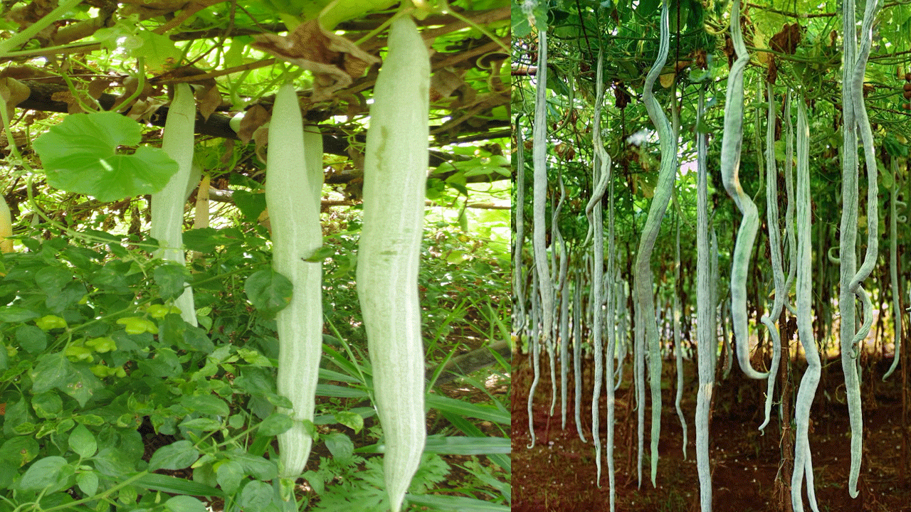 కామెర్లు ఉన్న రోగులు పొట్లకాయ తినమని సలహా ఇస్తారు. పొట్లకాయ ఆకులు కూడా ఔషధంగా పనిచేస్తాయి. ఈ ఆకులు, స్పూన్‌ ధనియాలు రెండు గ్లాసుల నీటిని కలిపి బాగా మరిగించి తీసుకుంటే.. కామెర్లు అనే ప్రాణాంతక వ్యాధి త్వరగా నయమవుతుందని నిపుణులు చెబుతున్నారు. 