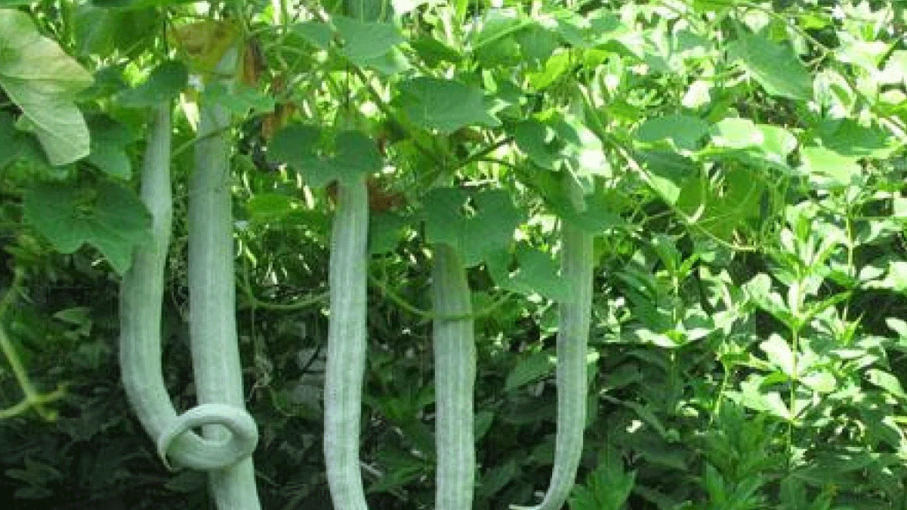 పొట్లకాయ తినడం వల్ల గుండె ఆరోగ్యంగా ఉంటుంది. పొట్లకాయలో కుకుర్బిటాసిన్ బి, ఆస్కార్బిక్ ఆమ్లం ఉంటాయి. ఇవి యాంటీఆక్సిడెంట్లుగా పనిచేస్తాయి. ఈ యాంటీఆక్సిడెంట్లు ఫ్రీ రాడికల్స్ ఆక్సీకరణ గొలుసు ప్రతిచర్యను నిరోధించడానికి పనిచేస్తాయి.