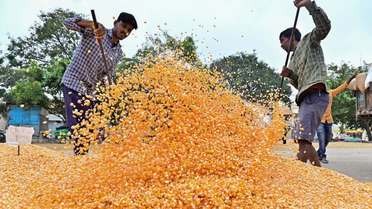 ఈ-వేలంతో మార్క్ఫెడ్కు రికార్డు లాభాలు.. మద్దతు ధరకంటే ఎక్కువకు అమ్ముడైన మొక్కజొన్న