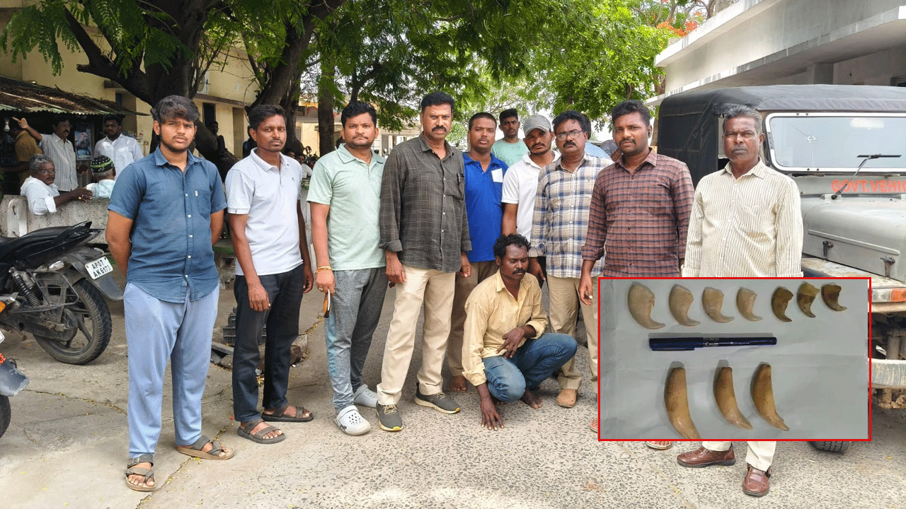 పులికి గోర్లు ఎన్ని ఉంటాయి..? వాటికి ఎందుకు డిమాండ్..? తాజాగా వీళ్లు అరెస్ట్..